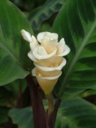 紫背天鹅绒竹芋Calathea warscewiczii