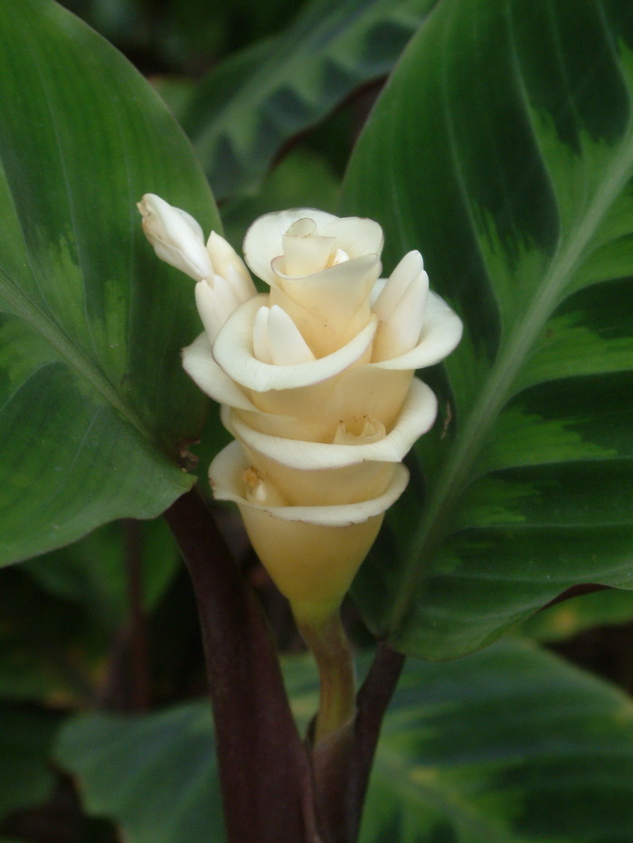 紫背天鹅绒竹芋Calathea warscewiczii 紫背天鹅绒竹芋Calathea warscewiczii