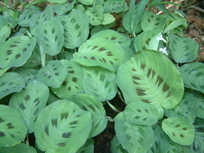 豹斑竹芋Maranta leuconeura