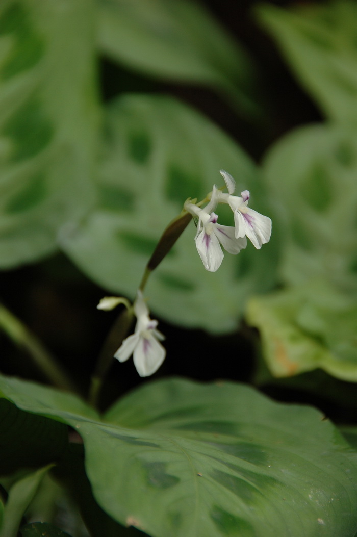豹斑竹芋Maranta leuconeura