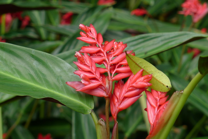 红背竹芋Stromanthe sanguinea 红背竹芋Stromanthe sanguinea