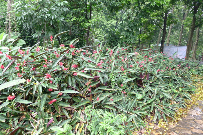 红背竹芋Stromanthe sanguinea 红背竹芋Stromanthe sanguinea