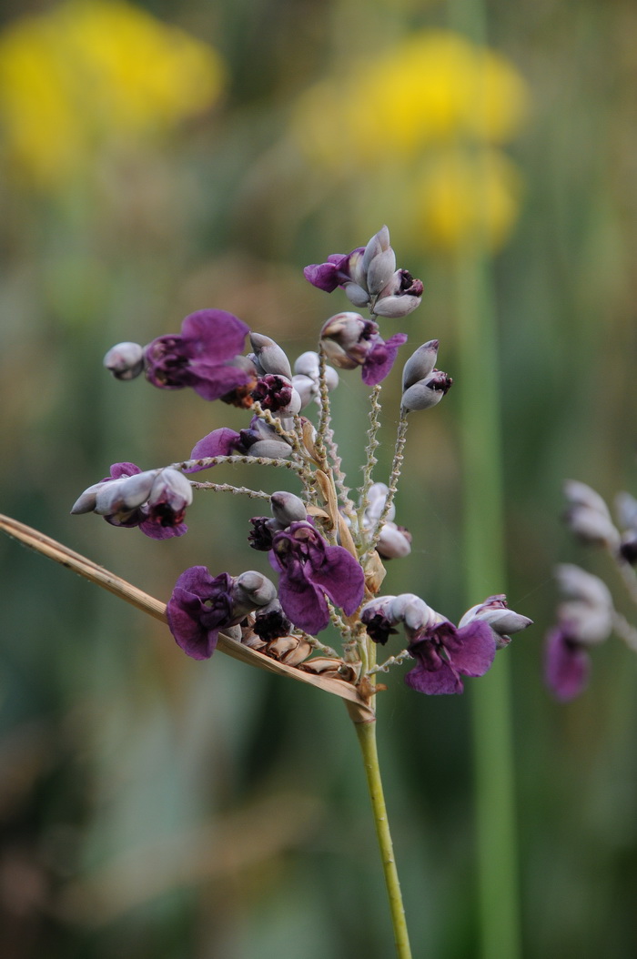 水竹芋Thalia dealbata