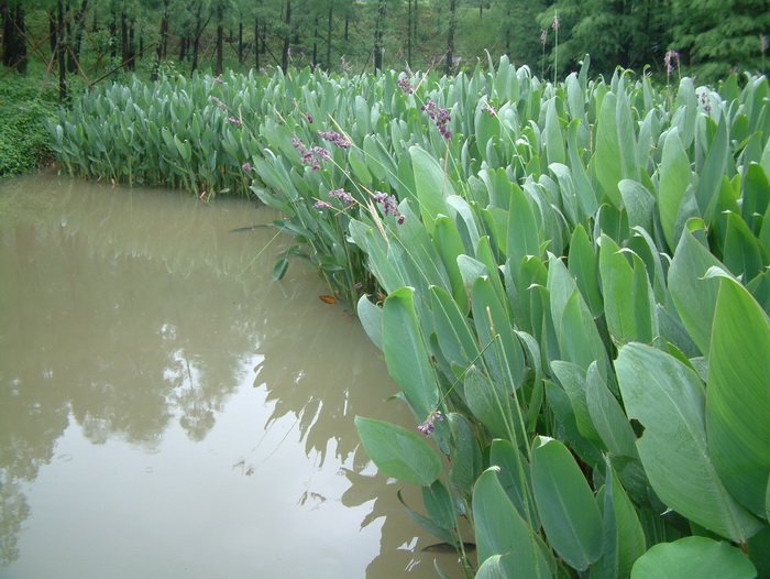 水竹芋Thalia dealbata