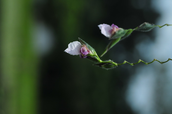 红鞘水竹芋Thalia geniculata