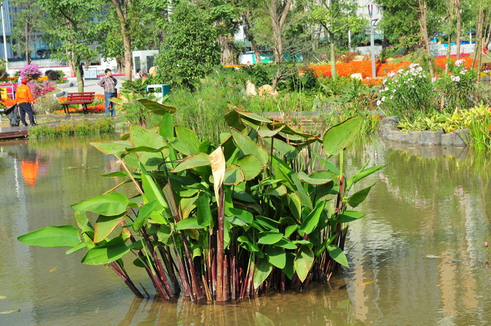 红鞘水竹芋Thalia geniculata