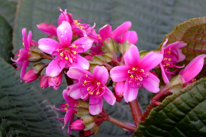 虎颜花Tigridiopalma magnifica 虎颜花Tigridiopalma magnifica