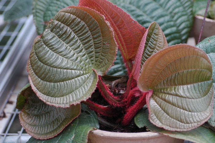 虎颜花Tigridiopalma magnifica 虎颜花Tigridiopalma magnifica