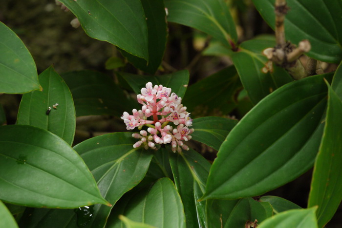 台湾酸脚杆Medinilla formosana