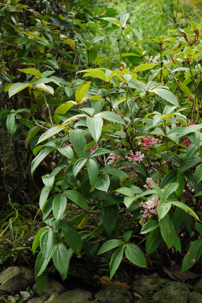 台湾酸脚杆Medinilla formosana