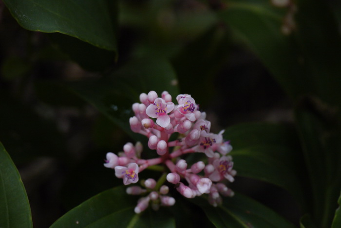 台湾酸脚杆Medinilla formosana