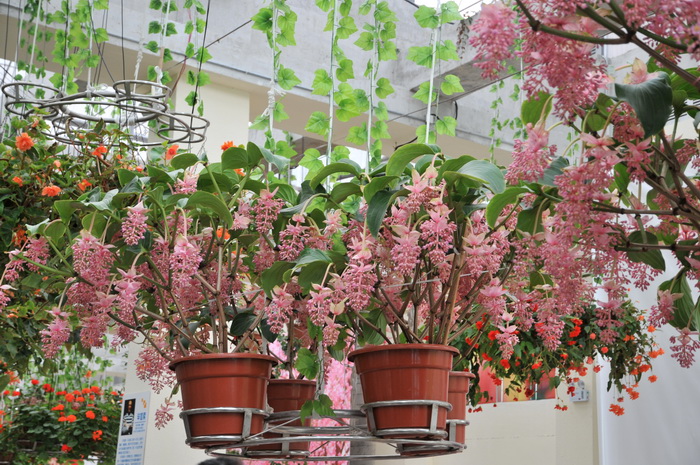 宝莲花Medinilla magnifica 宝莲花Medinilla magnifica