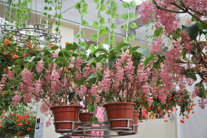 宝莲花Medinilla magnifica