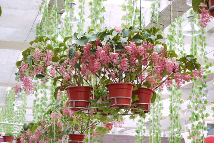 宝莲花Medinilla magnifica 宝莲花Medinilla magnifica