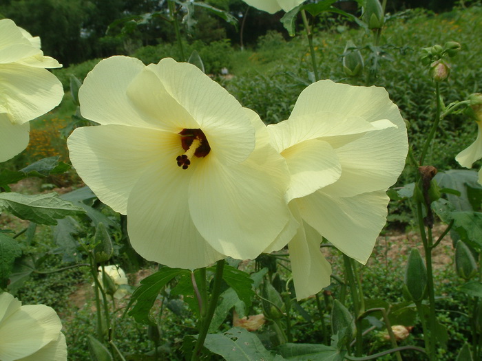 黄蜀葵Abelmoschus manihot 黄蜀葵Abelmoschus manihot
