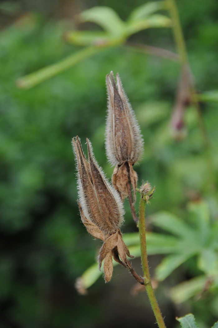 黄蜀葵Abelmoschus manihot