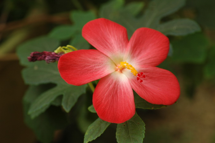箭叶秋葵Abelmoschus sagittifolius 箭叶秋葵Abelmoschus sagittifolius