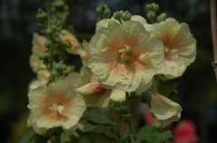 蜀葵 Alcea rosea