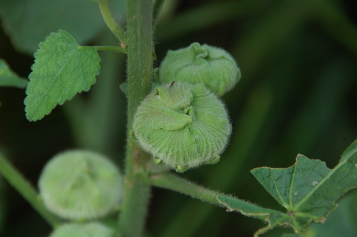 蜀葵 Alcea rosea 蜀葵 Alcea rosea