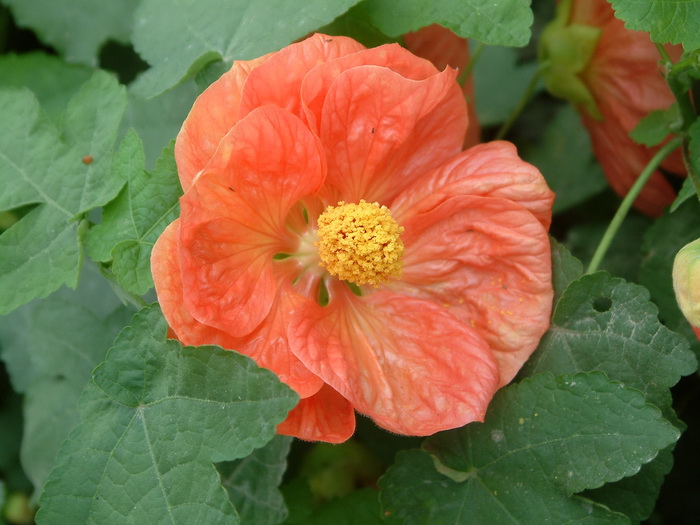 观赏苘麻Abutilon hybridum 观赏苘麻Abutilon hybridum