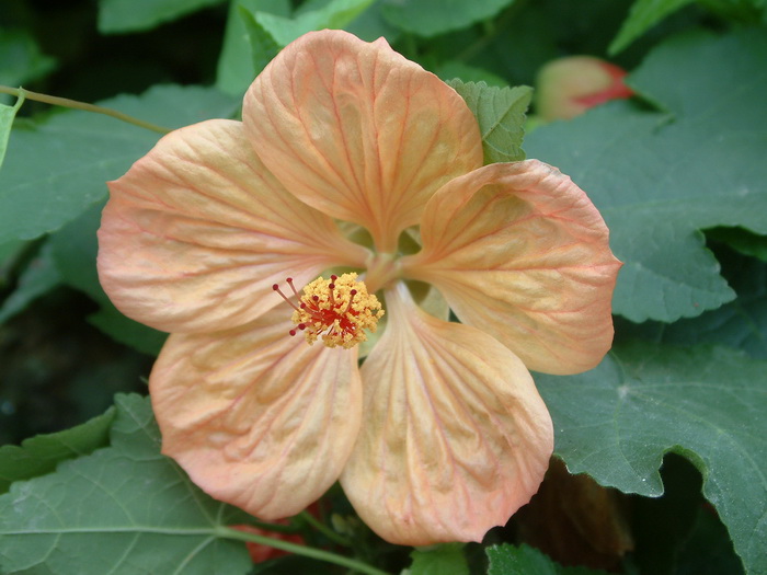 观赏苘麻Abutilon hybridum 观赏苘麻Abutilon hybridum