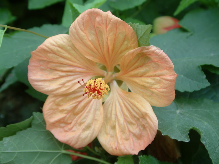 观赏苘麻Abutilon hybridum