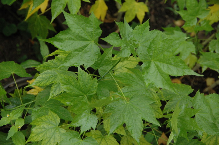 观赏苘麻Abutilon hybridum 观赏苘麻Abutilon hybridum