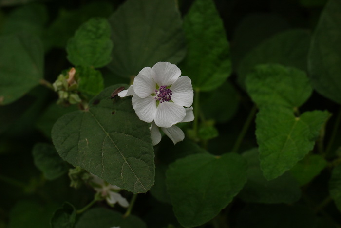 榕叶蜀葵Alcea rosea subsp. ficifolia