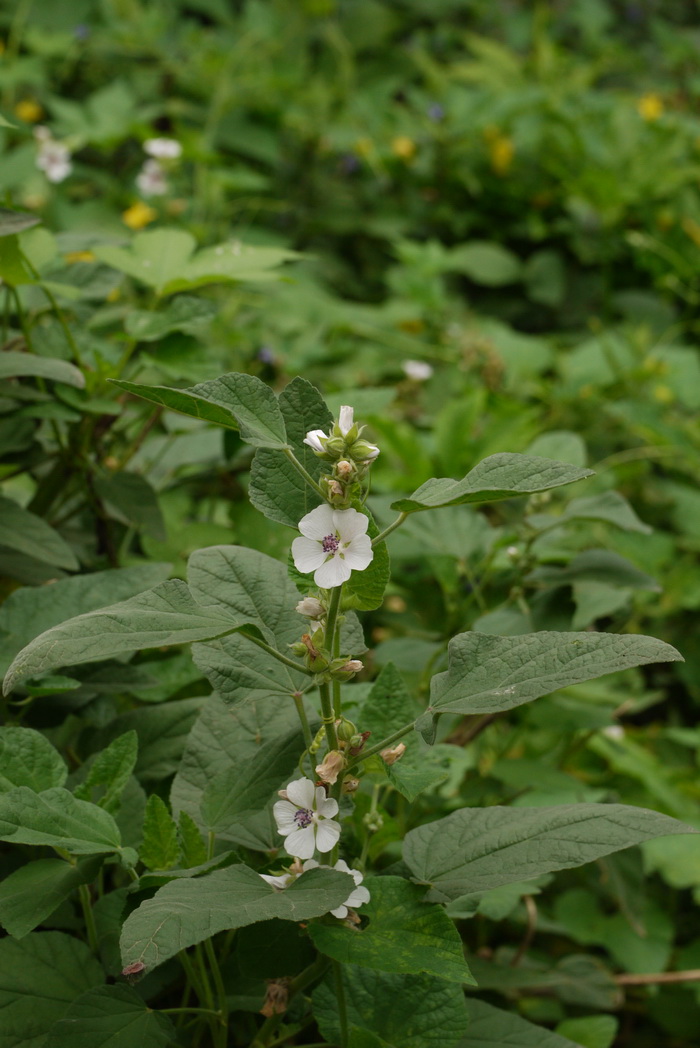 榕叶蜀葵Alcea rosea subsp. ficifolia