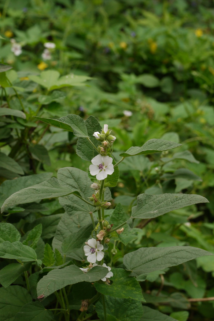 榕叶蜀葵Alcea rosea subsp. ficifolia 榕叶蜀葵Alcea rosea subsp. ficifolia