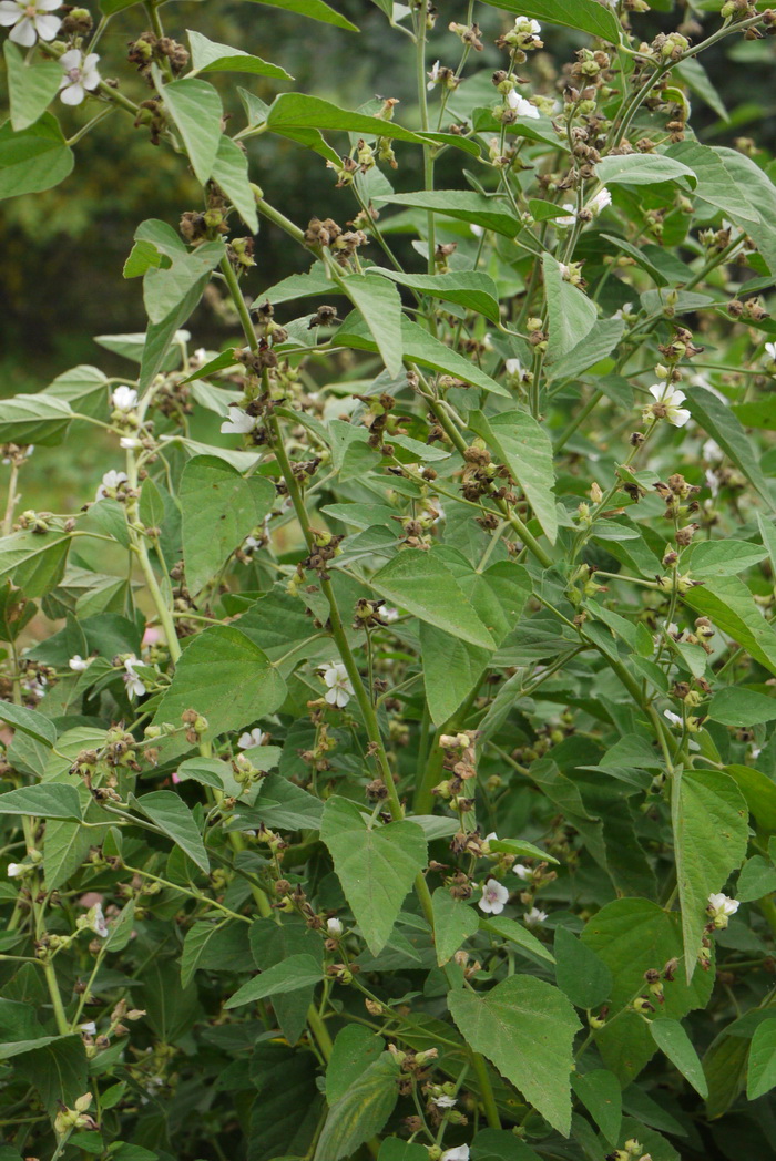 药蜀葵Althaea officinalis 药蜀葵Althaea officinalis