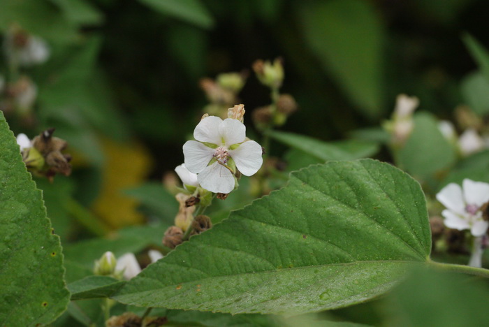 药蜀葵Althaea officinalis 药蜀葵Althaea officinalis