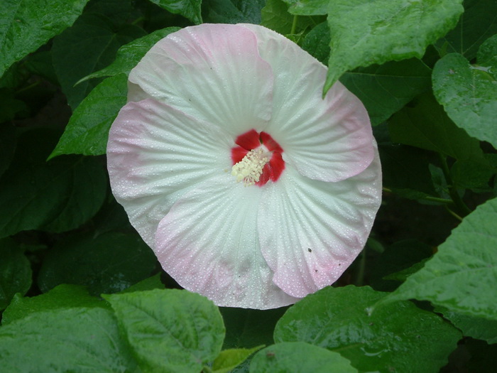 芙蓉葵Hibiscus moscheutos 芙蓉葵Hibiscus moscheutos