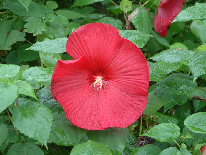 芙蓉葵Hibiscus moscheutos 芙蓉葵Hibiscus moscheutos