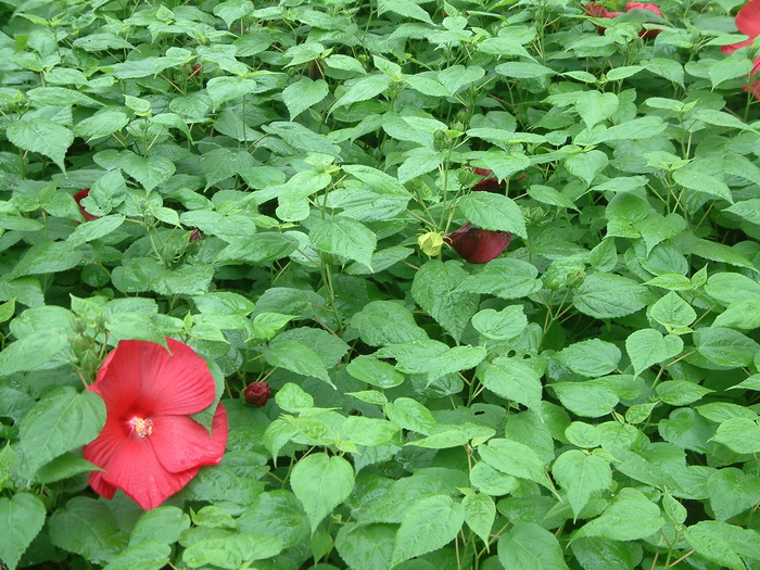 芙蓉葵Hibiscus moscheutos