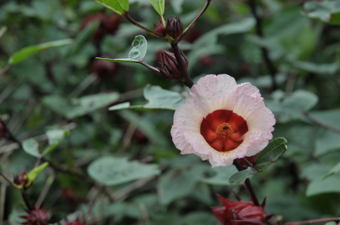 玫瑰茄Hibiscus sabdariffa 玫瑰茄Hibiscus sabdariffa