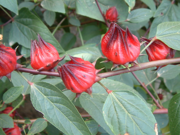 玫瑰茄Hibiscus sabdariffa 玫瑰茄Hibiscus sabdariffa
