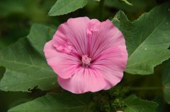 三月花葵Lavatera trimestris