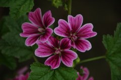 锦葵Malva cathayensis