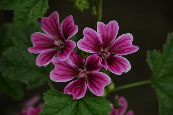 锦葵Malva cathayensis