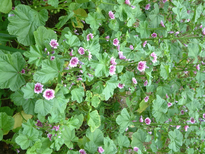 锦葵Malva cathayensis