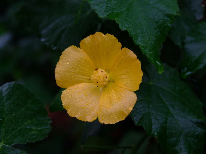 磨盘草Abutilon indicum