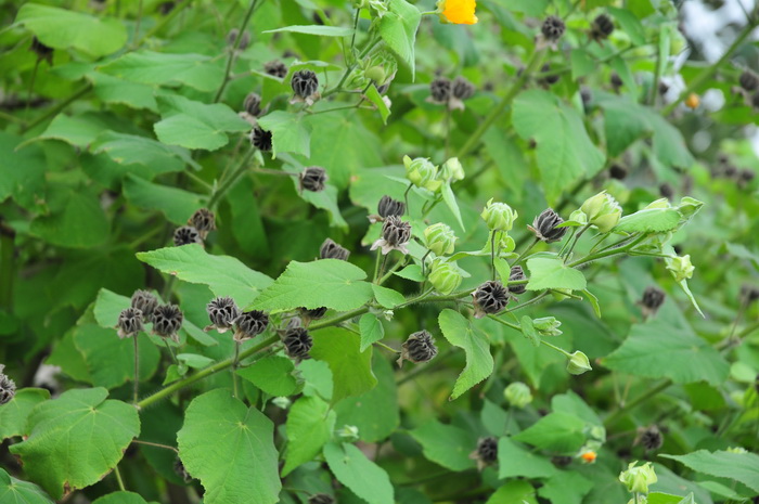 磨盘草Abutilon indicum 磨盘草Abutilon indicum