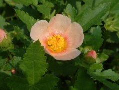 砖红蔓赛葵Malvastrum lateritium