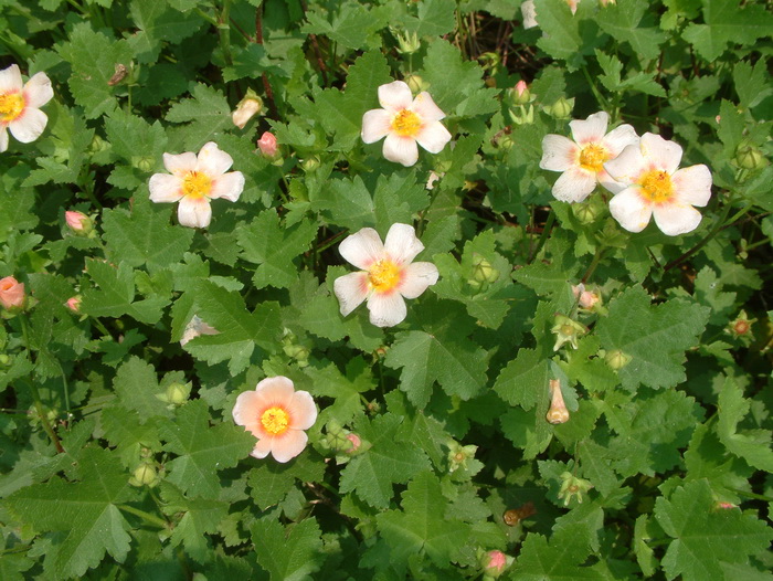 砖红蔓赛葵Malvastrum lateritium 砖红蔓赛葵Malvastrum lateritium