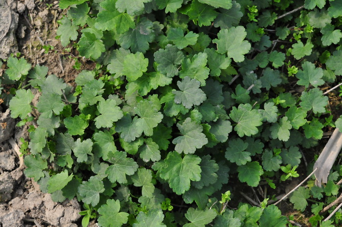 砖红蔓赛葵Malvastrum lateritium 砖红蔓赛葵Malvastrum lateritium