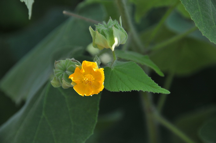 磨盘草Abutilon indicum 磨盘草Abutilon indicum