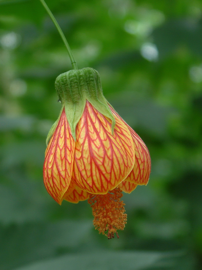 金铃花Abutilon pictum 金铃花Abutilon pictum