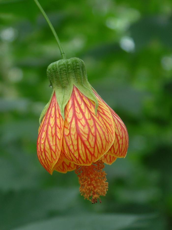 金铃花Abutilon pictum