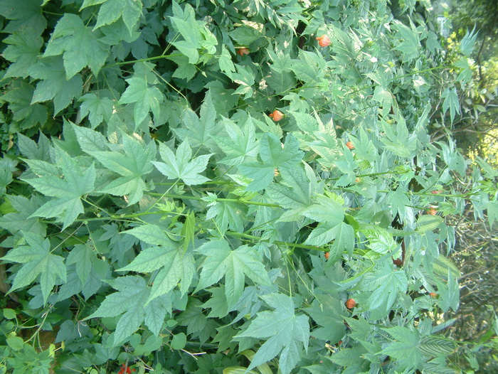 金铃花Abutilon pictum